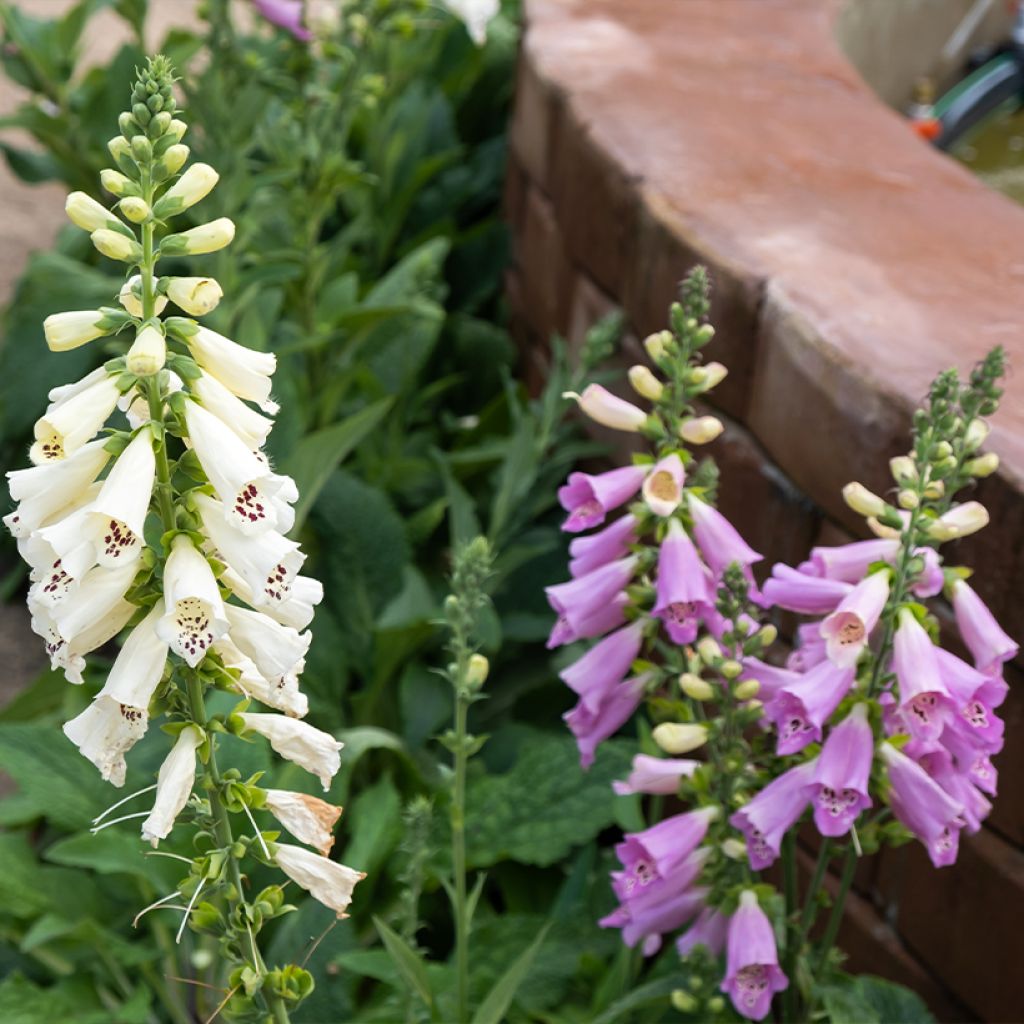 Digitalis Dalmatian - Digitale ibrido