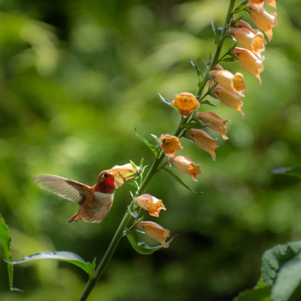 Digitalis Goldcrest - Digitale ibrido