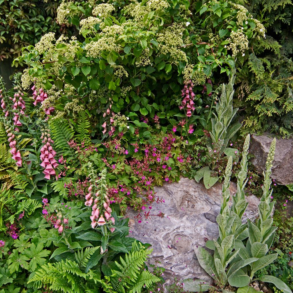 Digitalis mertonensis - Digitale