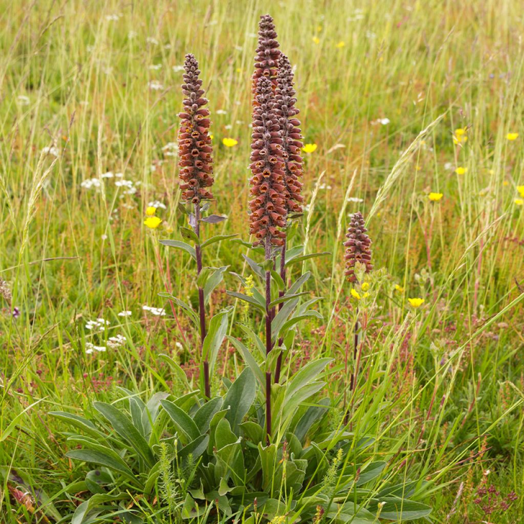 Digitalis parviflora - Digitale