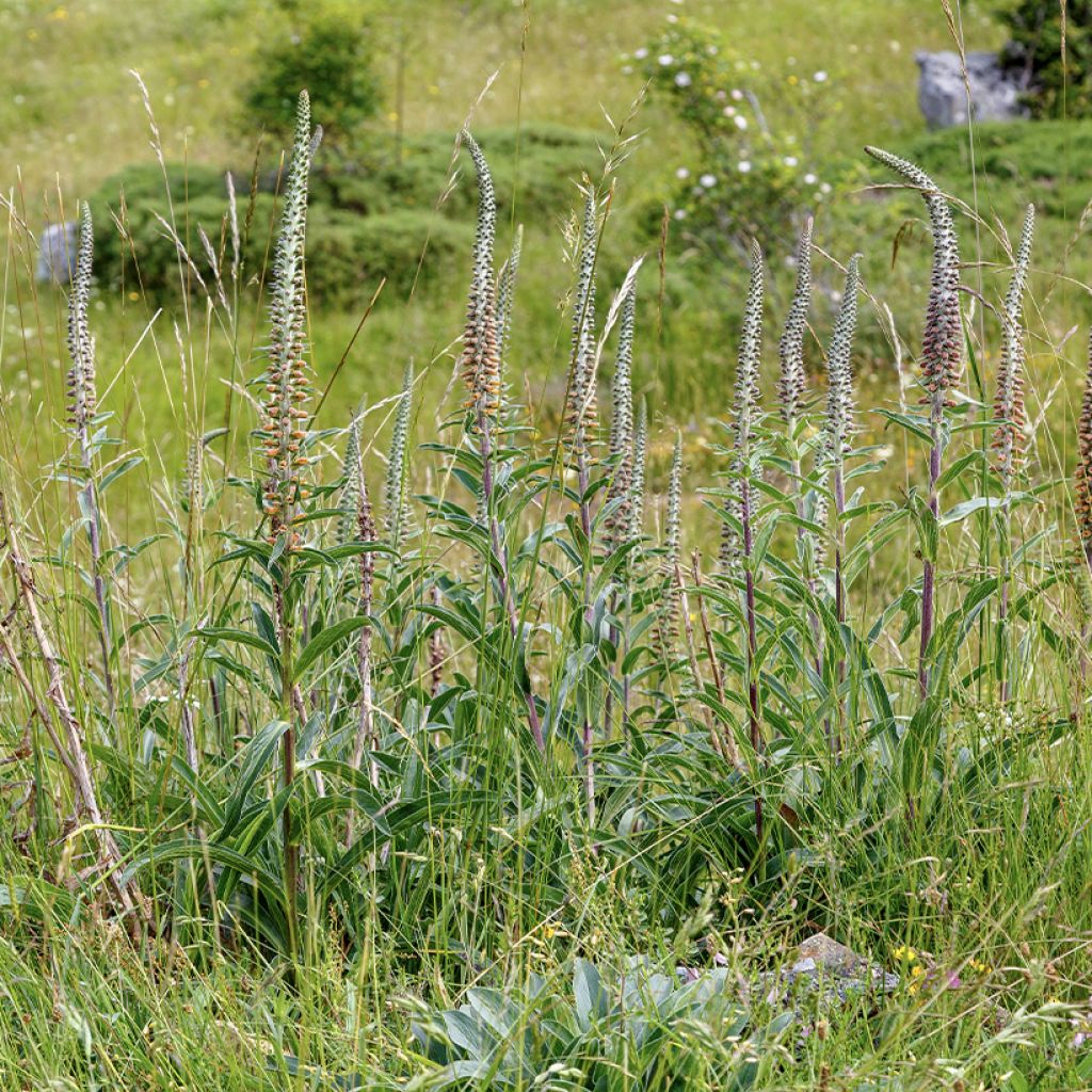 Digitalis parviflora - Digitale