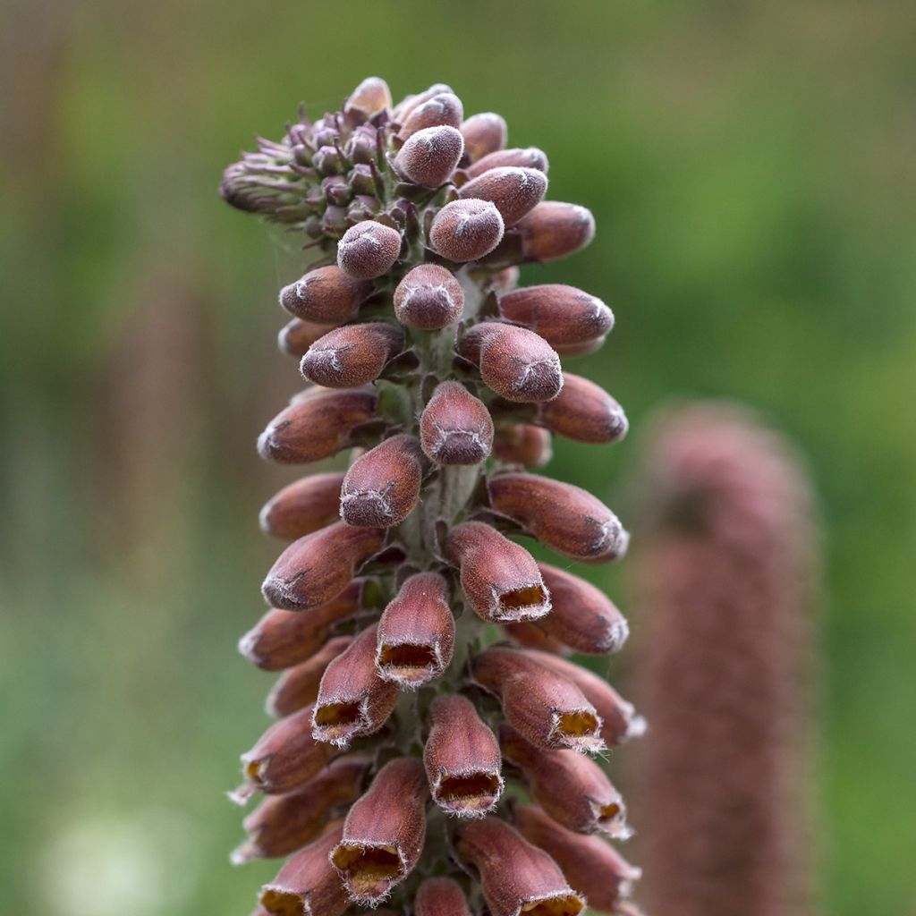 Digitalis parviflora - Digitale