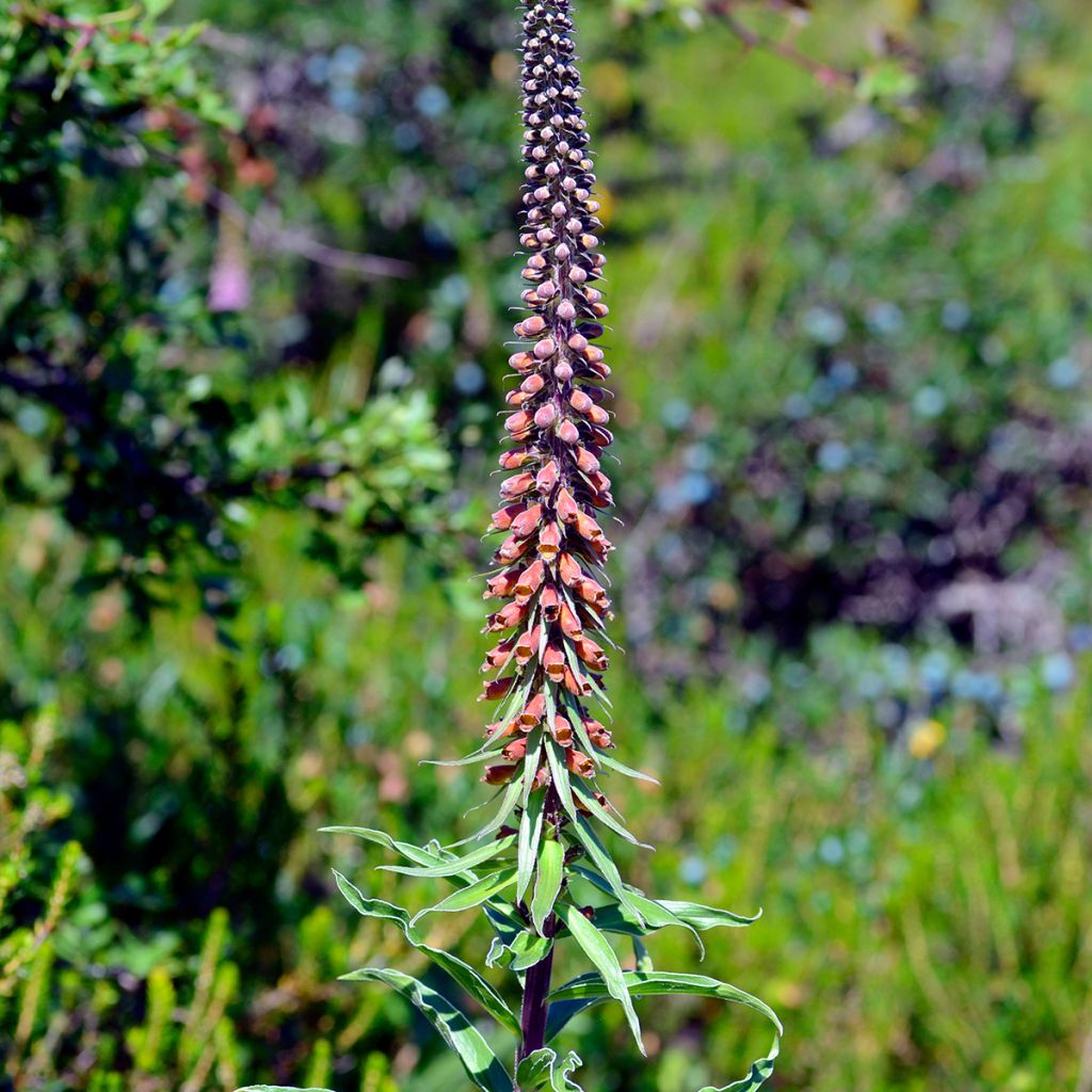 Digitalis parviflora - Digitale