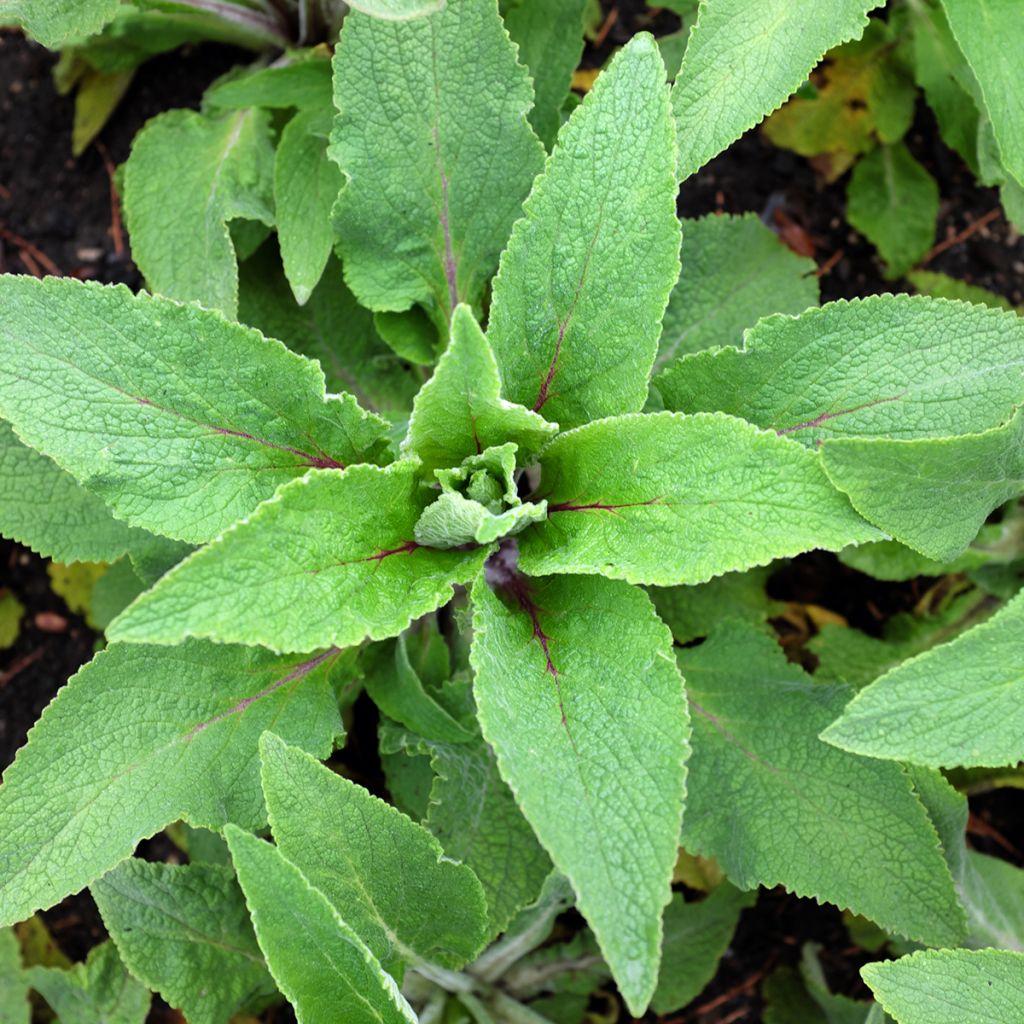 Digitalis purpurea Monstrosa - Digitale rossa