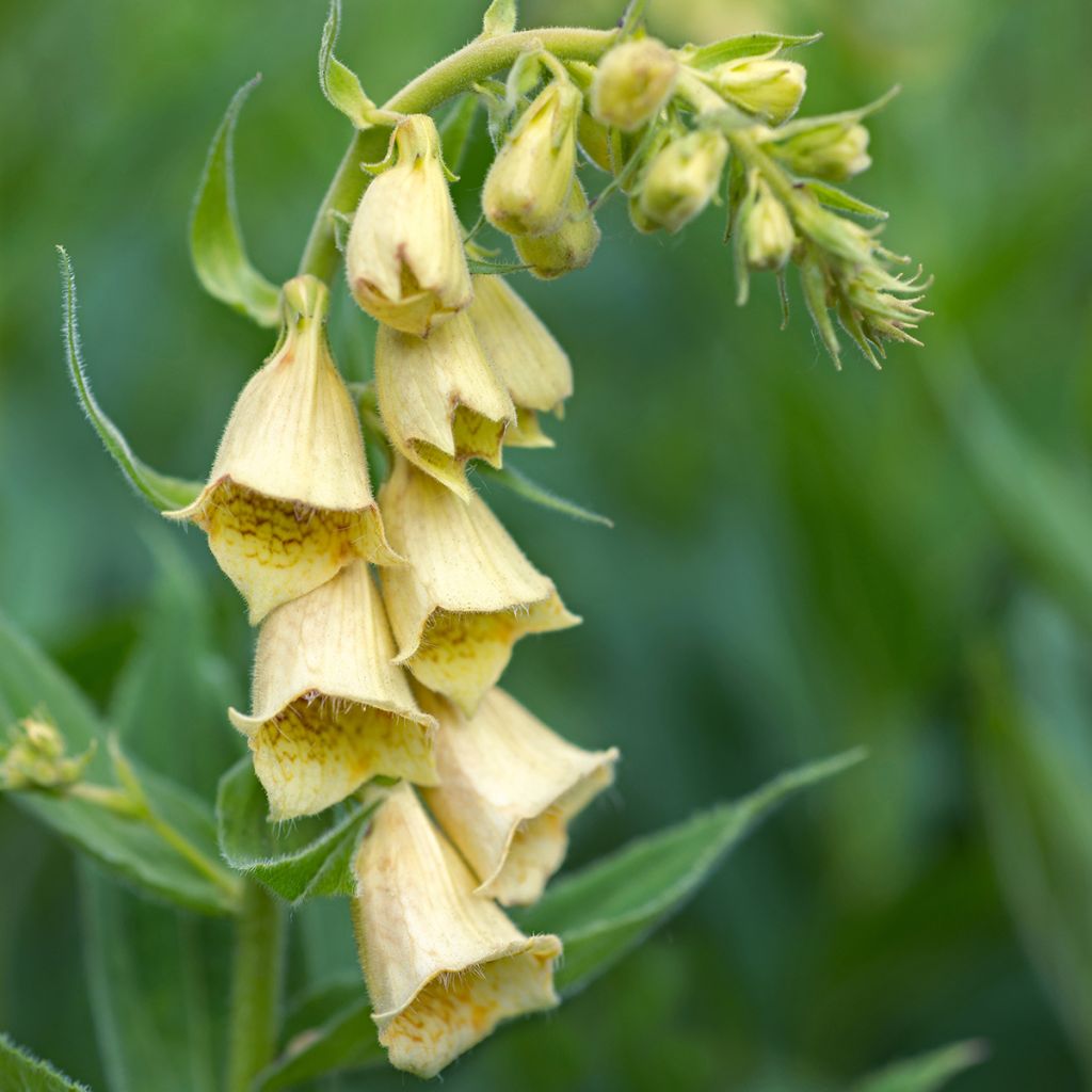 Digitalis grandiflora - Digitale gialla grande