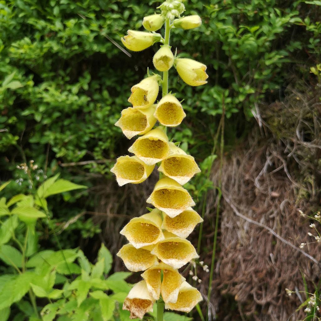 Digitalis grandiflora - Digitale gialla grande