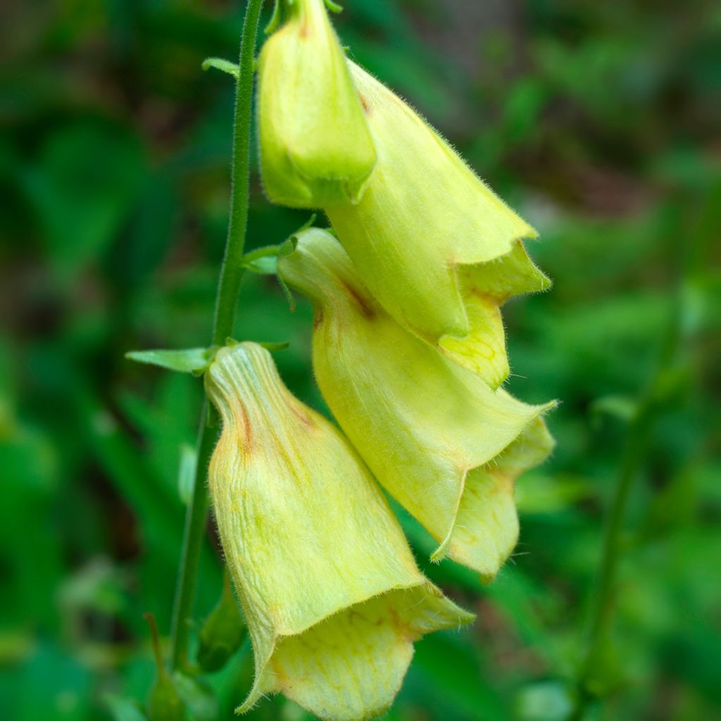 Digitalis grandiflora - Digitale gialla grande