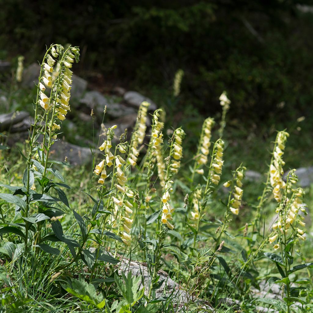 Digitalis grandiflora - Digitale gialla grande