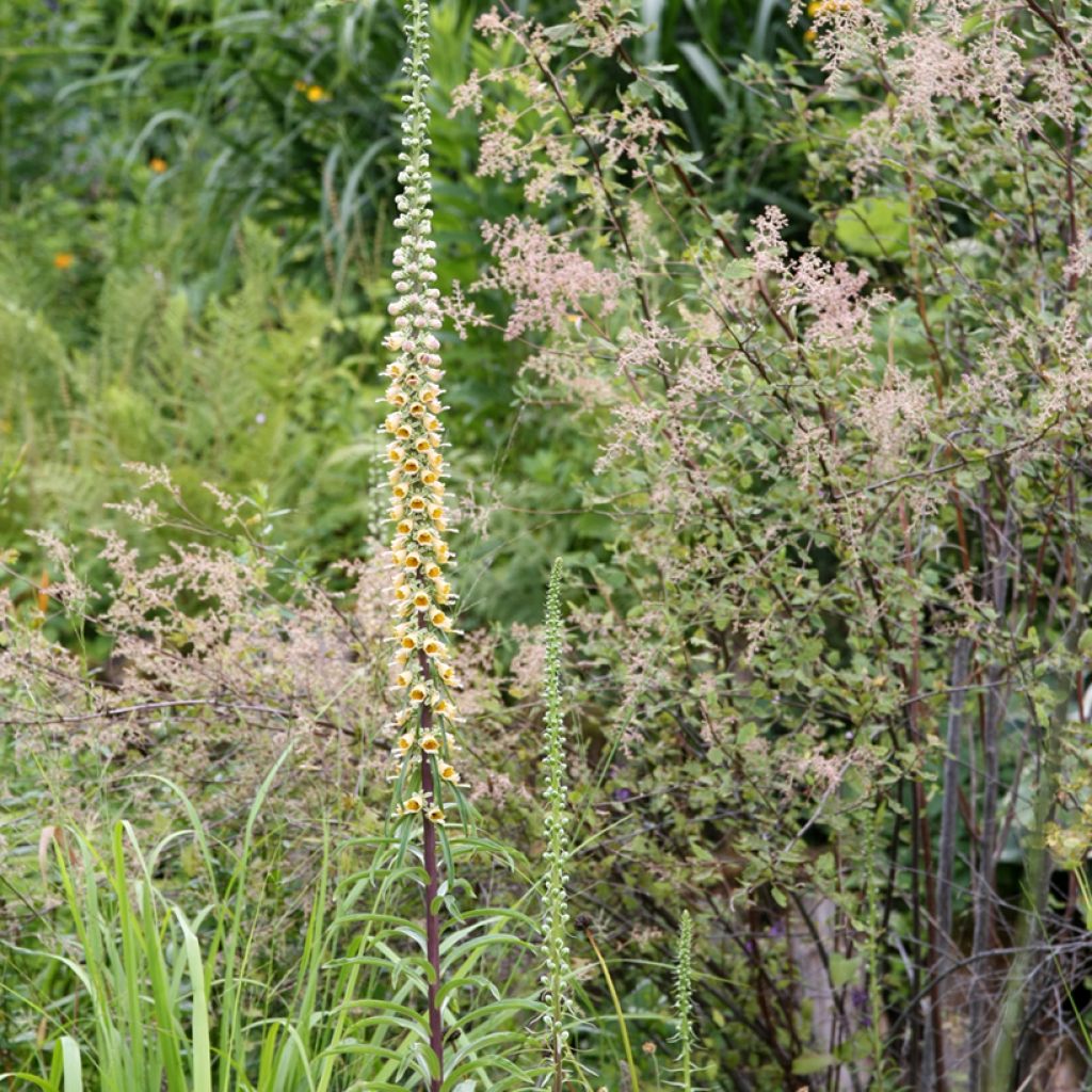 Digitalis ferruginea Gigantea - Digitale bruna