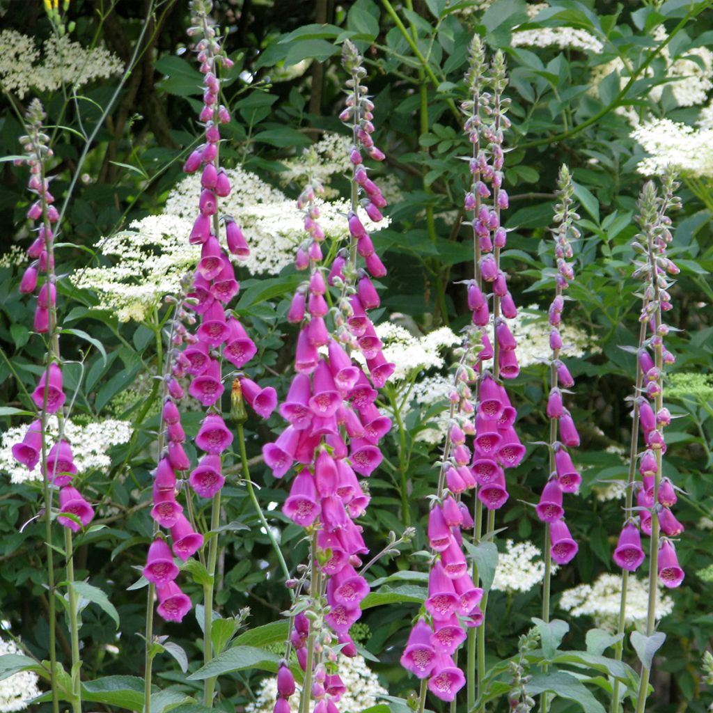 Graines de Digitale Gant de Notre Dame - Digitalis purpurea