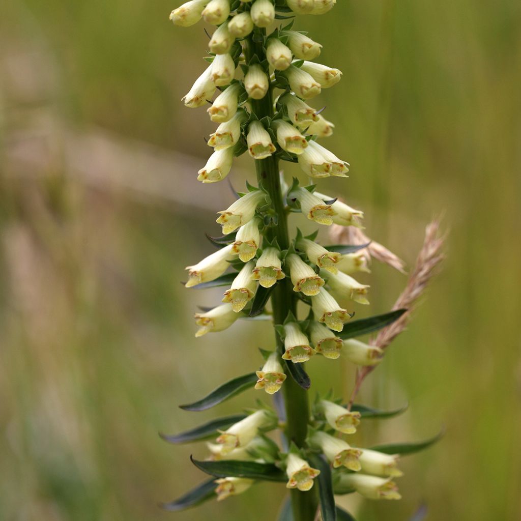 Digitalis lutea - Digitale gialla piccola