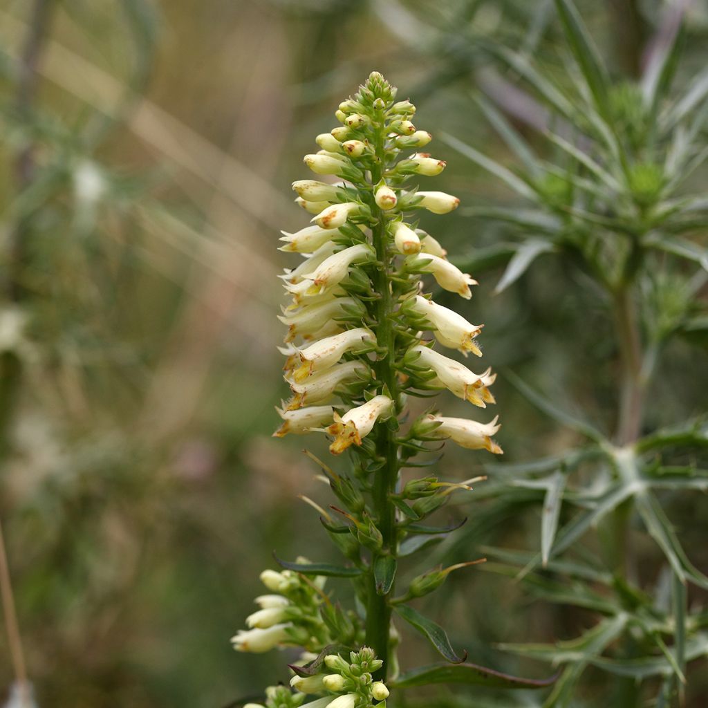 Digitalis lutea - Digitale gialla piccola