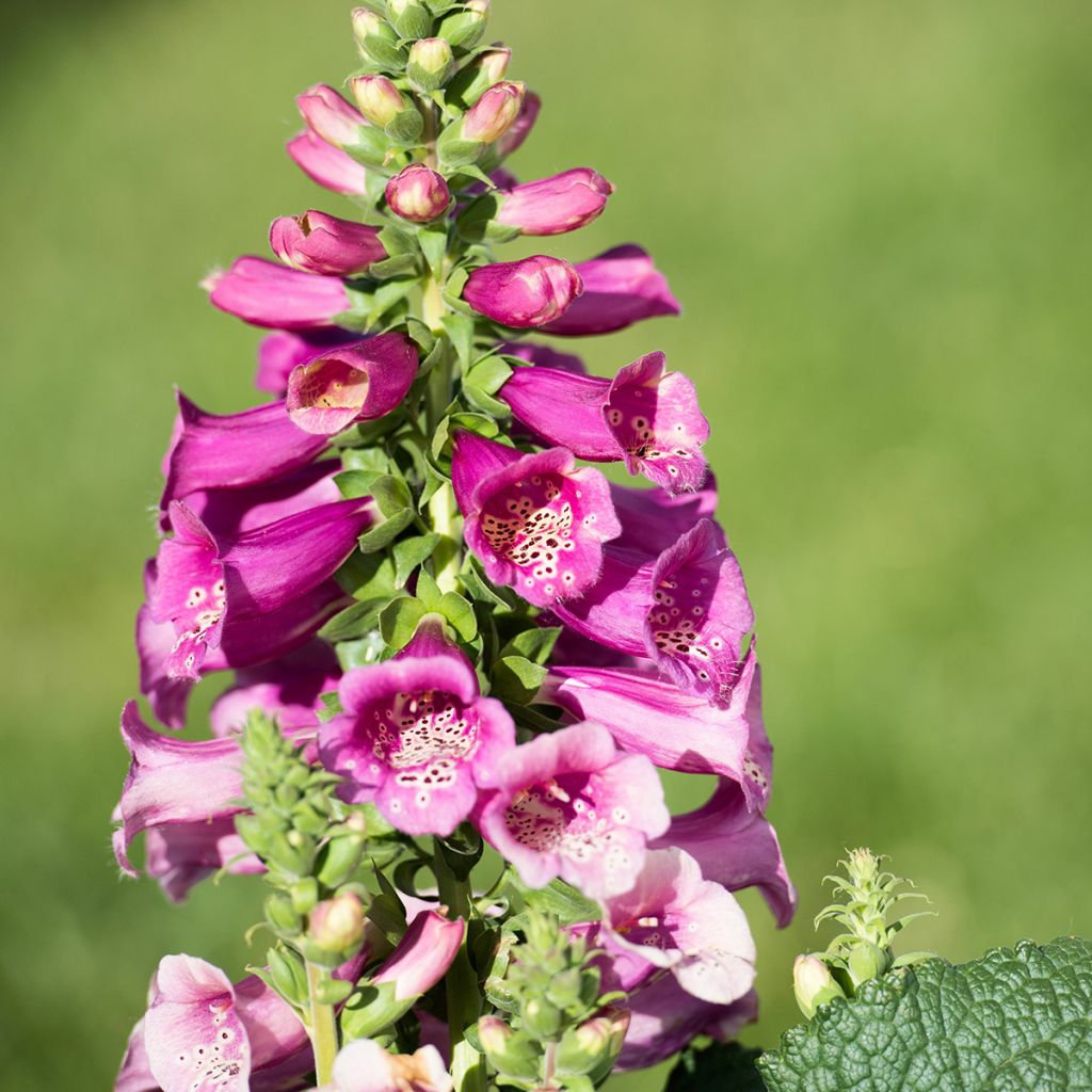 Digitalis purpurea Camelot Rose - Digitale rossa