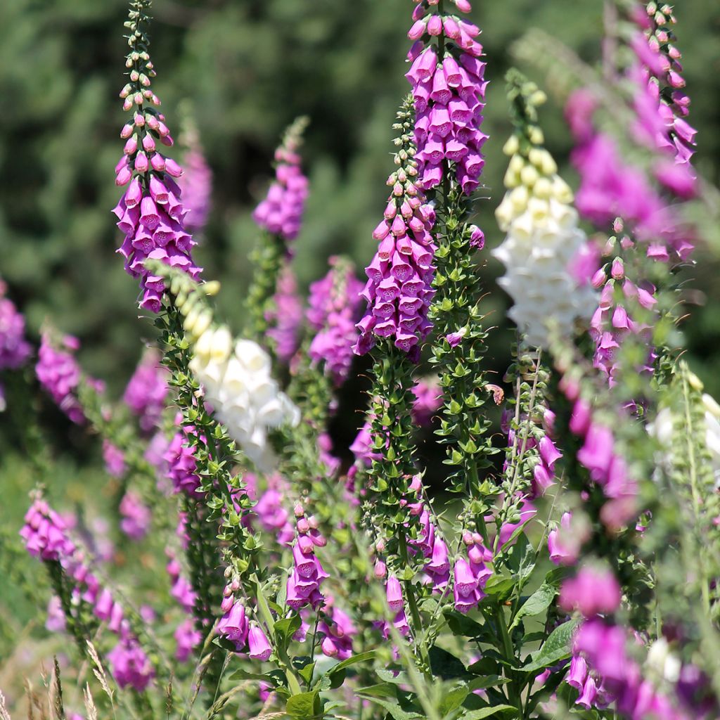 Digitalis purpurea - Digitale rossa