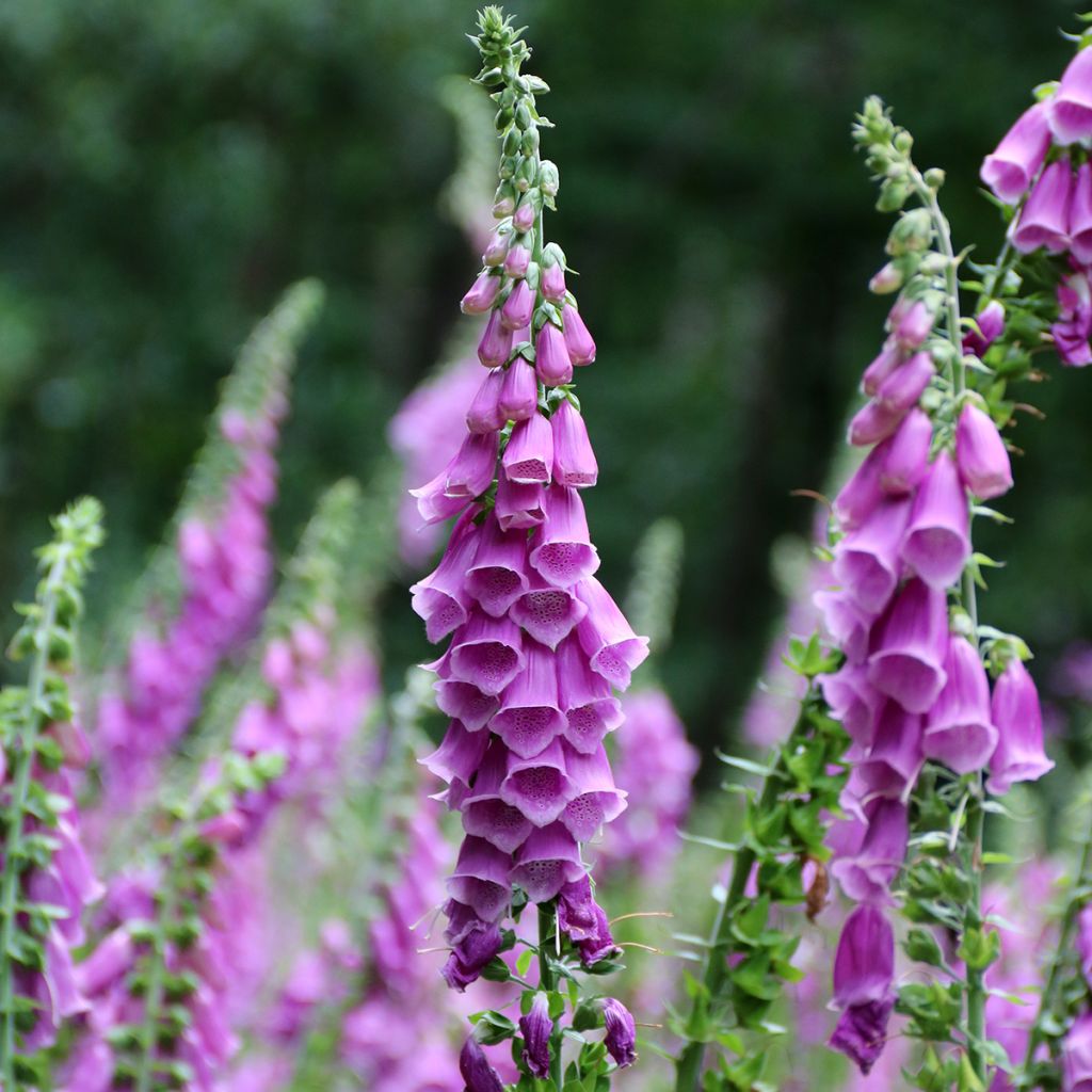 Digitalis purpurea - Digitale rossa