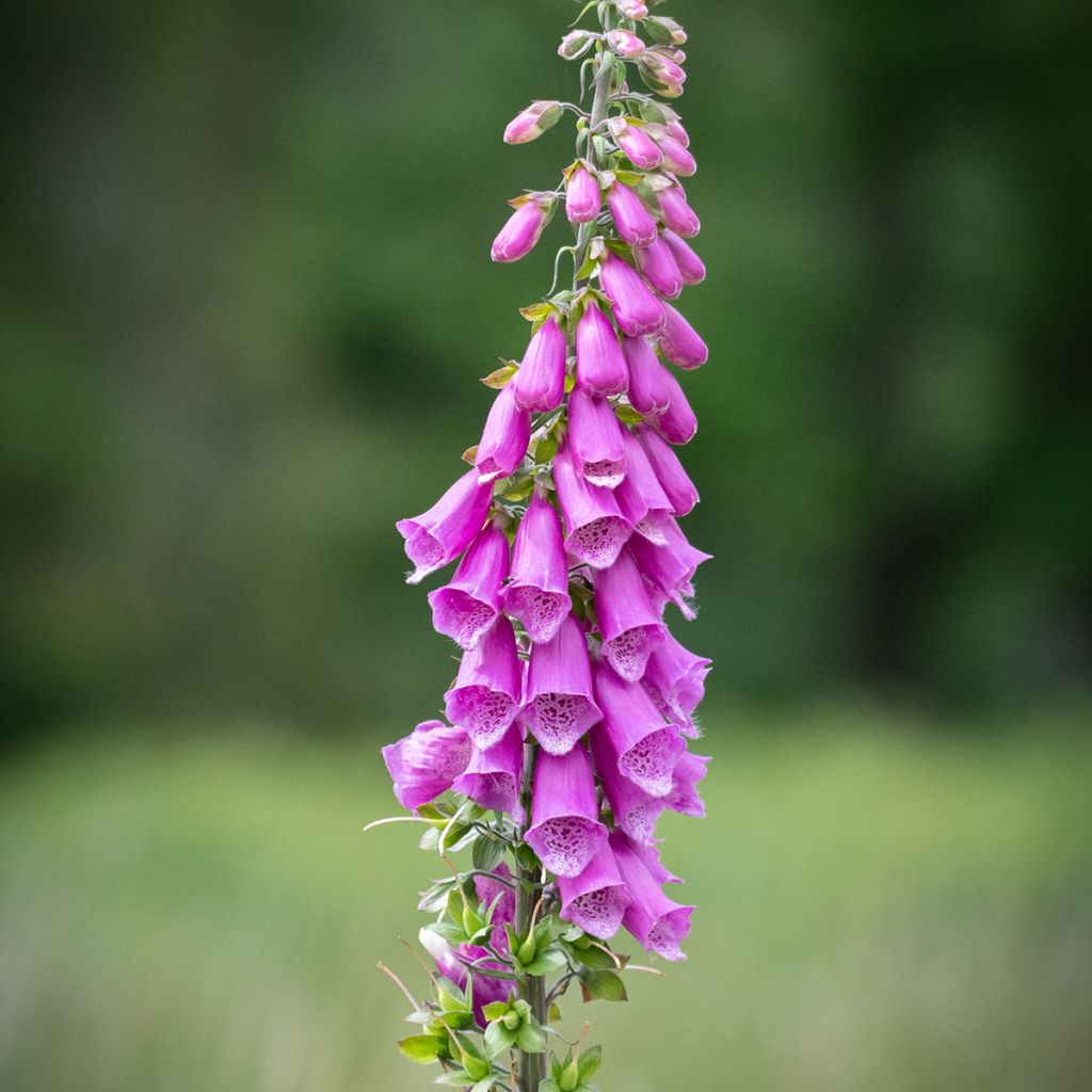 Digitalis purpurea - Digitale rossa