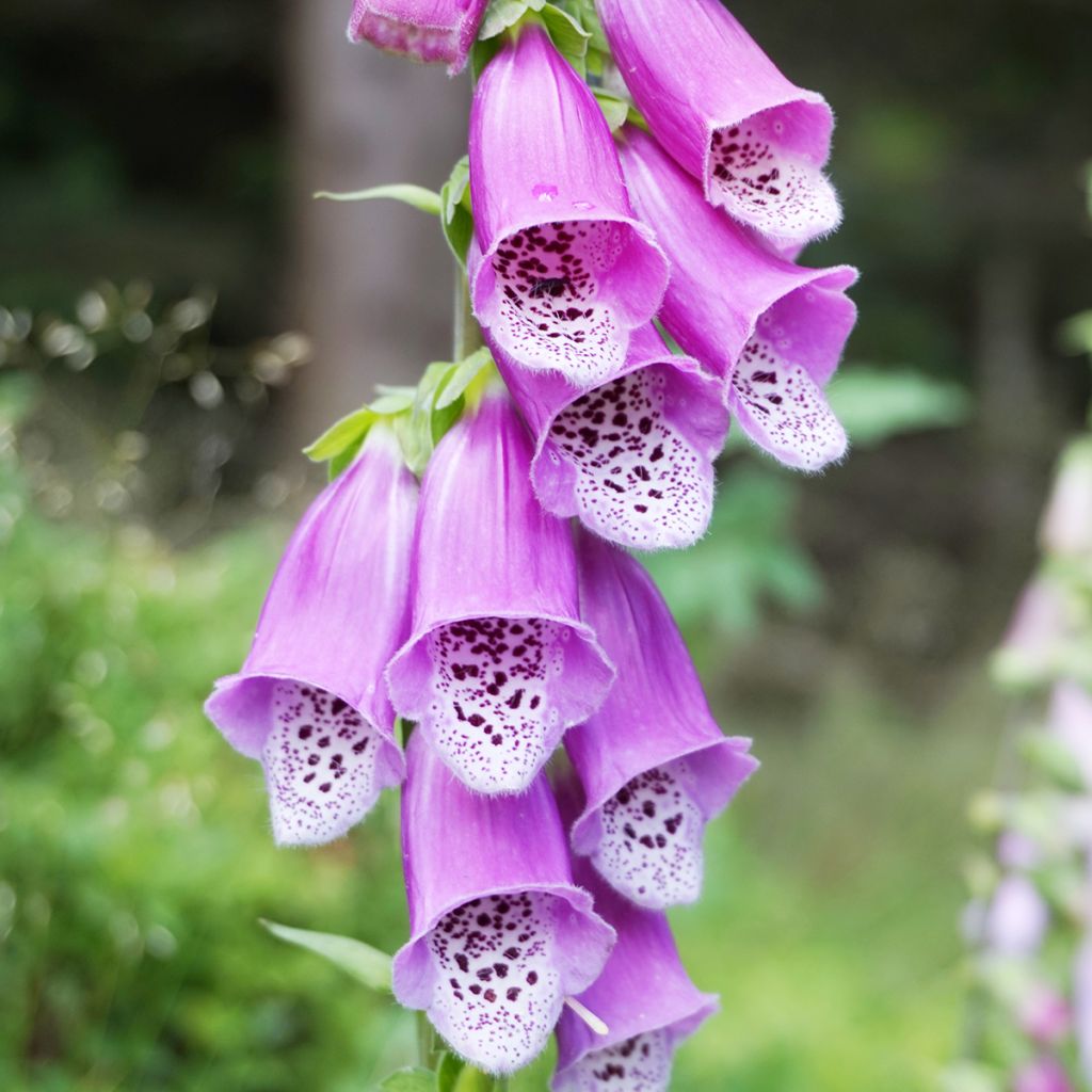 Digitalis purpurea - Digitale rossa