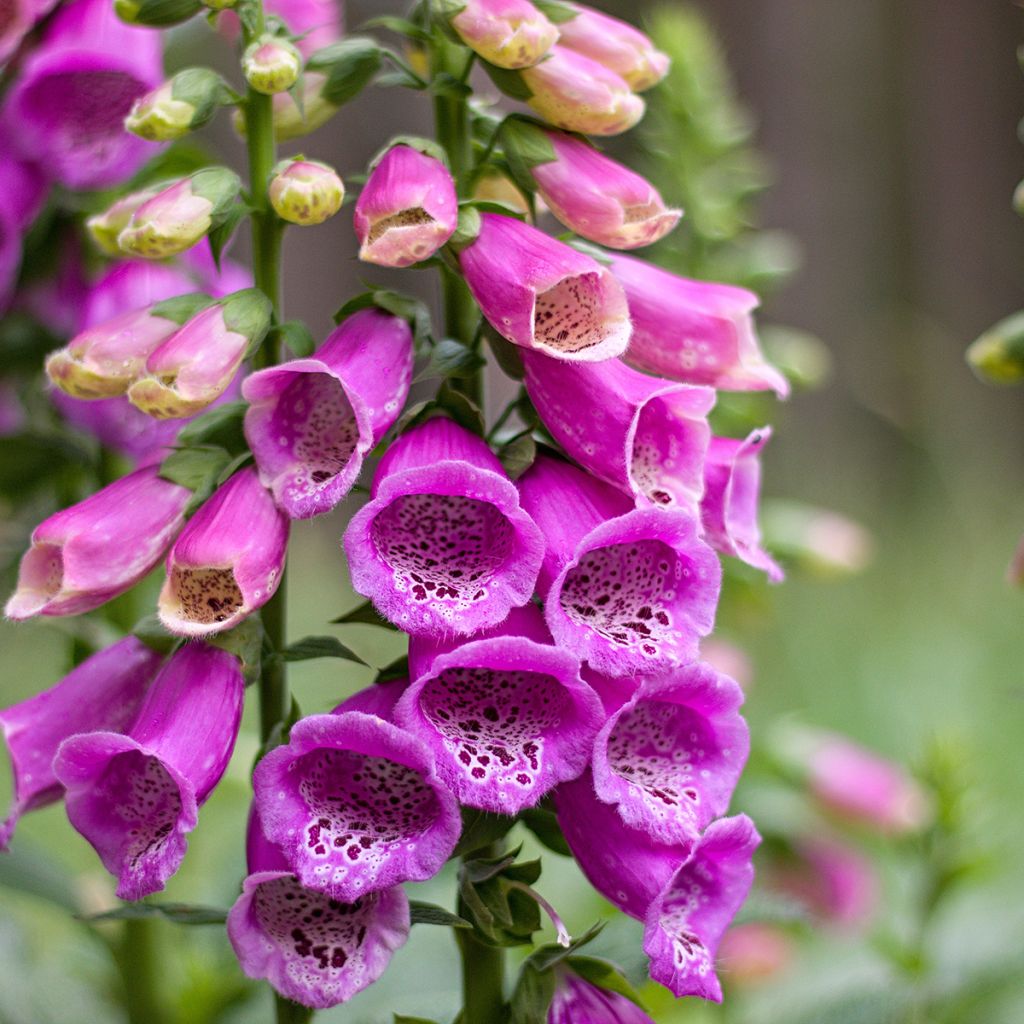 Digitalis purpurea - Digitale rossa