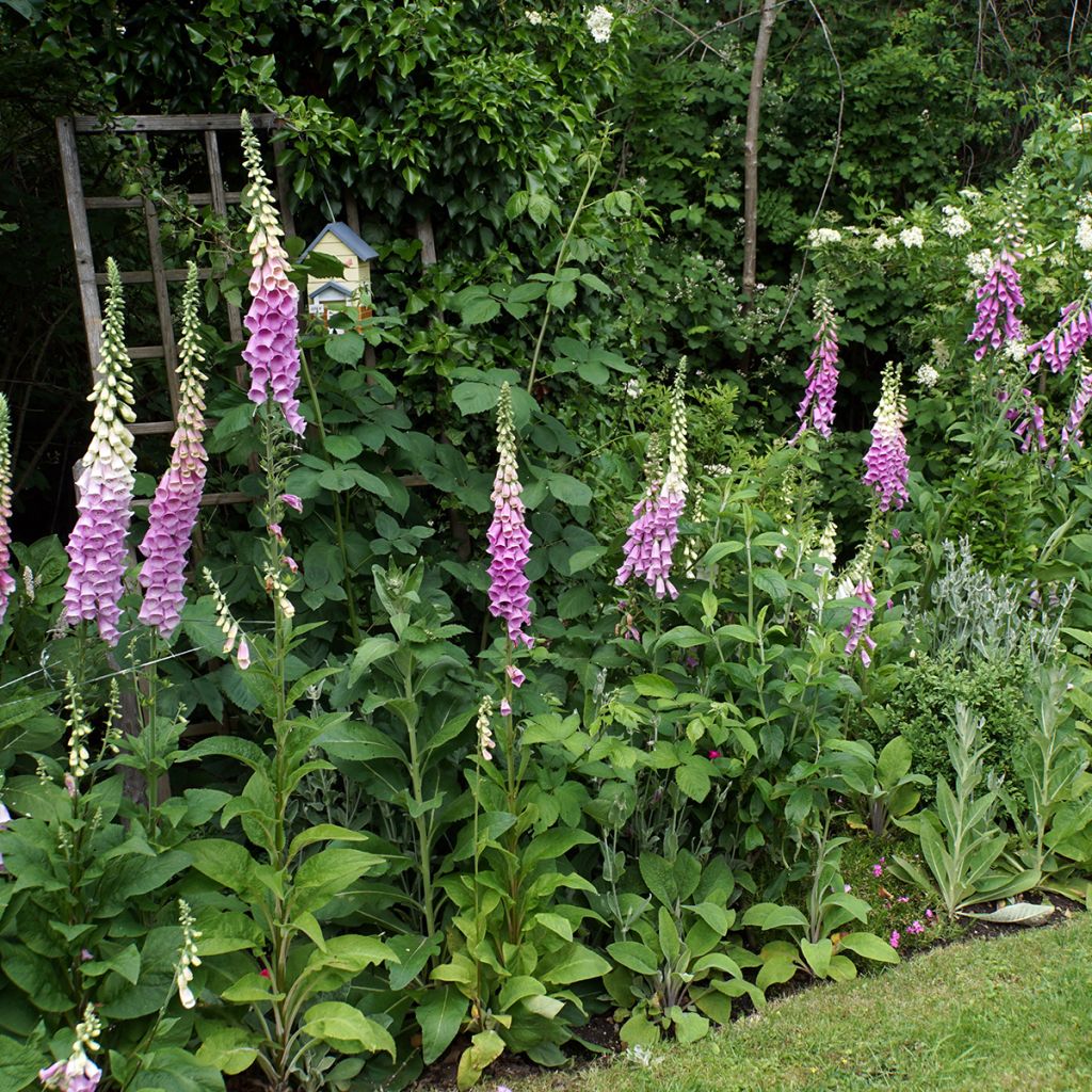 Digitalis purpurea - Digitale rossa