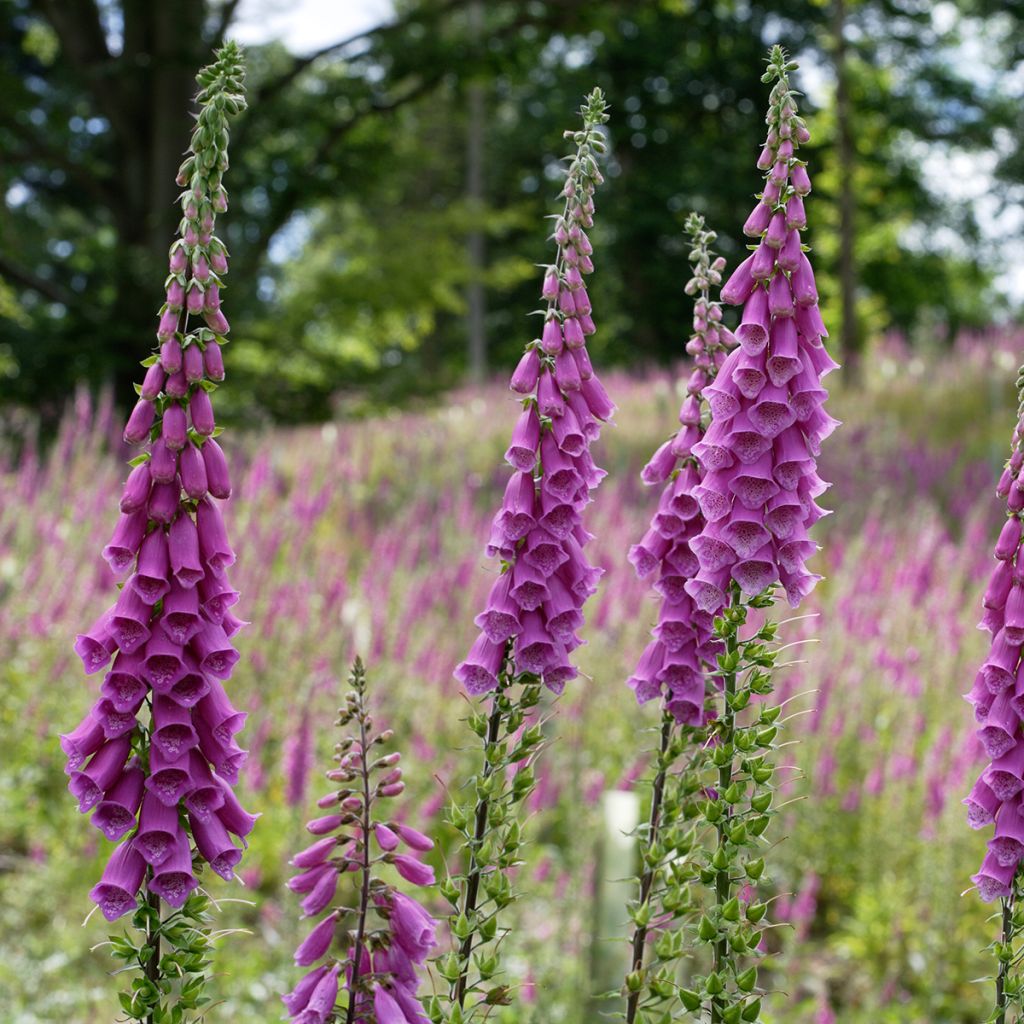 Digitalis purpurea - Digitale rossa