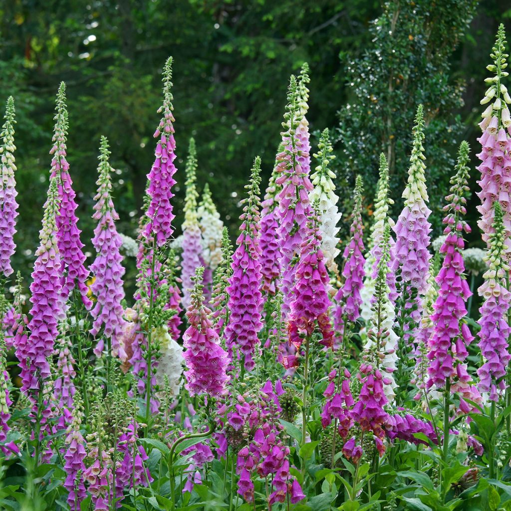 Digitalis purpurea - Digitale rossa