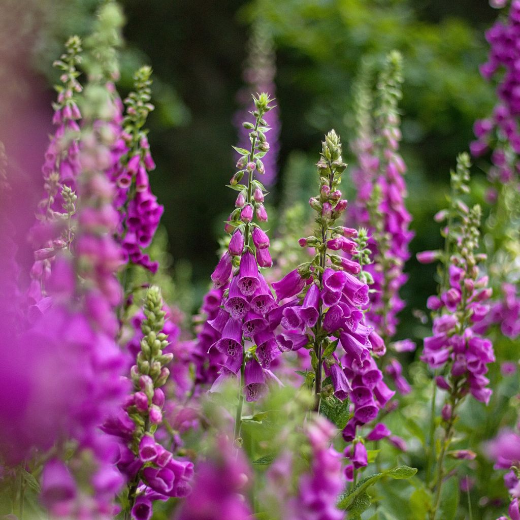 Digitalis purpurea - Digitale rossa