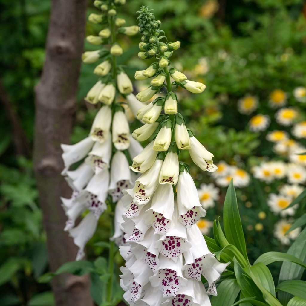 Digitalis purpurea Dalmatian White F1 - Digitale rossa