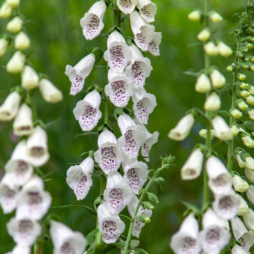 Digitalis purpurea Dalmatian White F1 - Digitale rossa