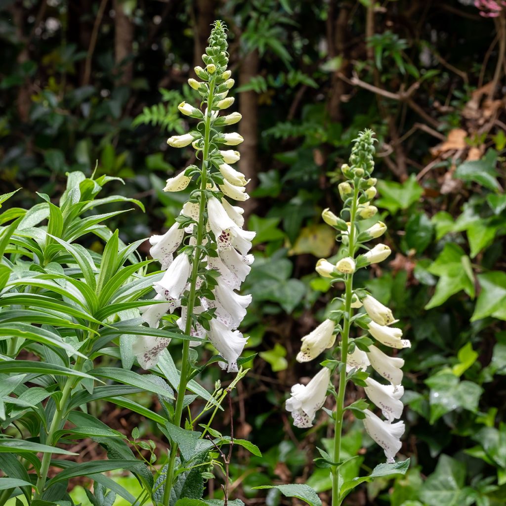 Digitalis purpurea Dalmatian White F1 - Digitale rossa