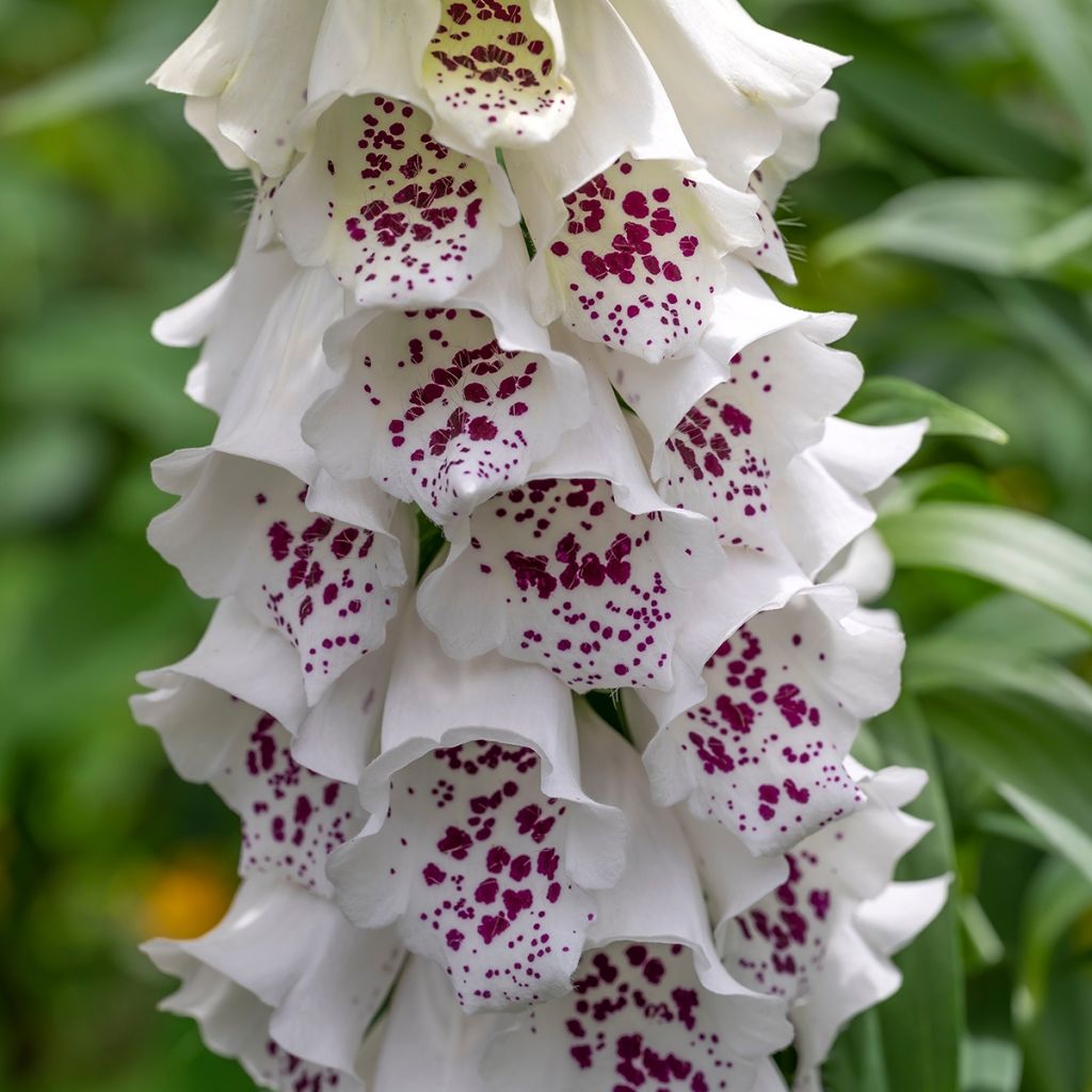 Digitalis purpurea Dalmatian White F1 - Digitale rossa