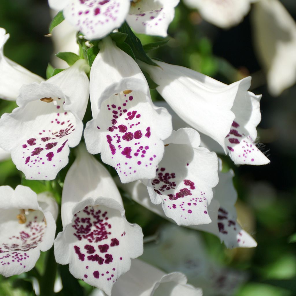 Digitalis purpurea Dalmatian White F1 - Digitale rossa