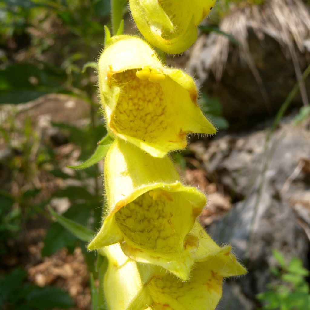 Digitale, Digitalis ciliata