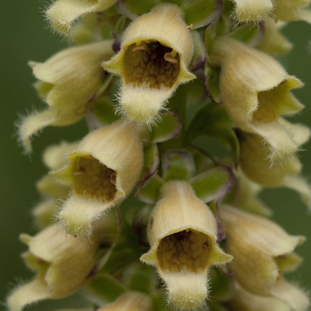 Digitalis ferruginea Gigantea - Digitale bruna