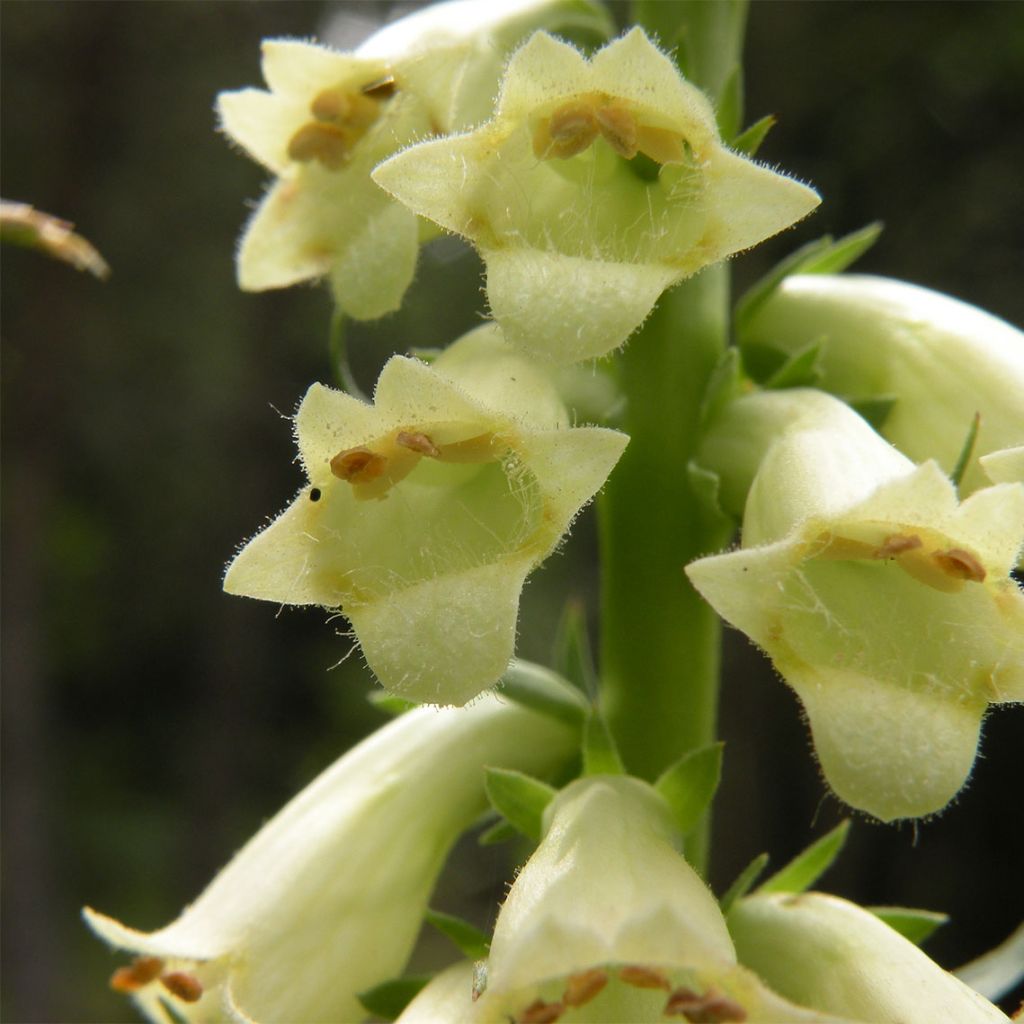 Digitale jaune - Digitalis lutea