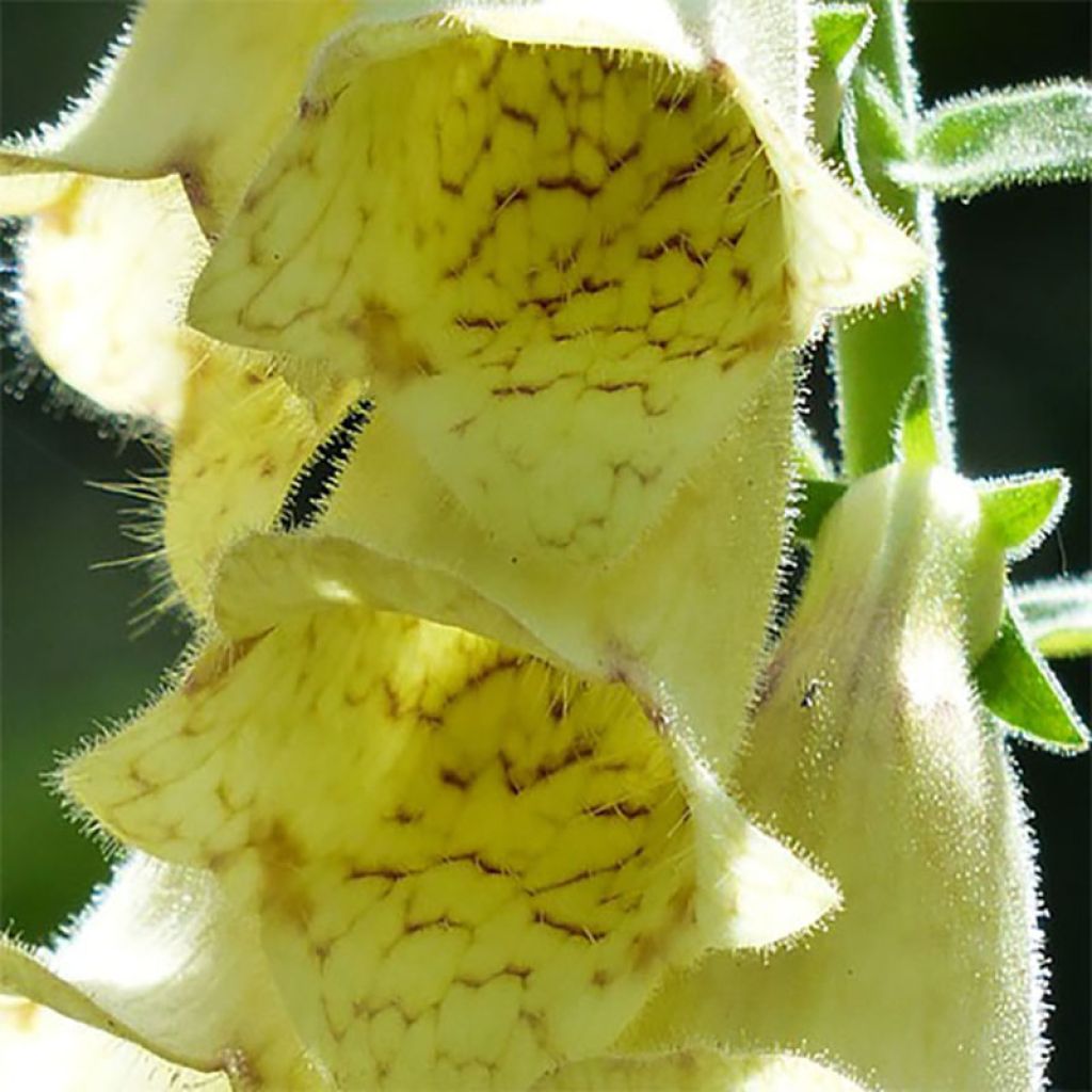 Digitale jaune - Digitalis lutea