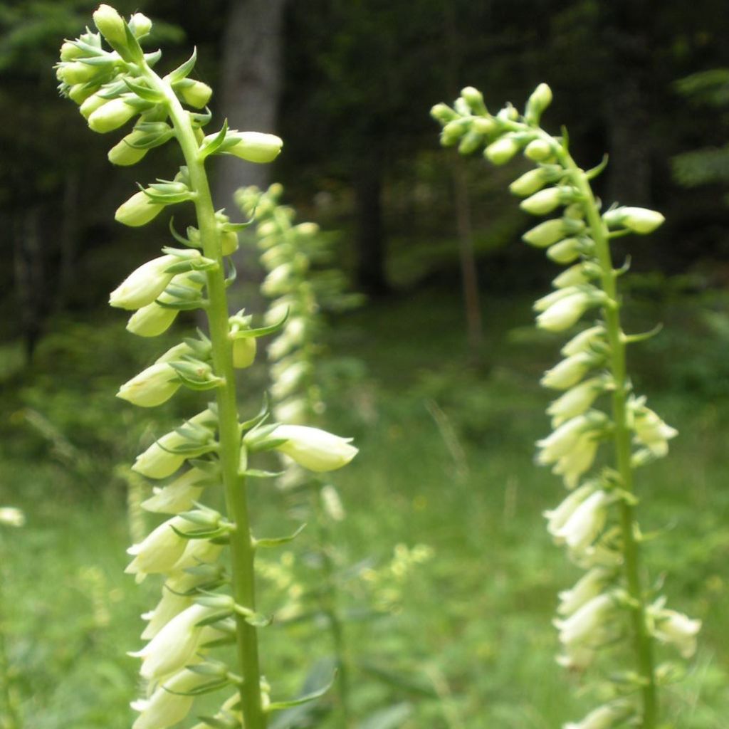 Digitale jaune - Digitalis lutea