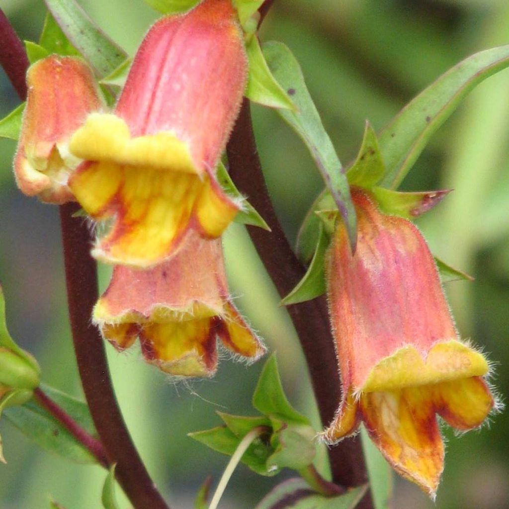 Digitale, Digitalis obscura