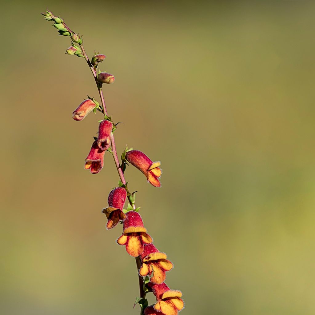 Digitalis obscura - Digitale