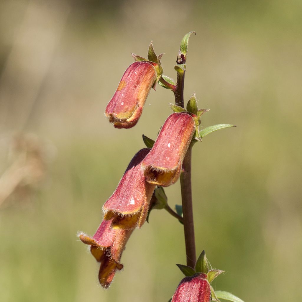 Digitalis obscura - Digitale