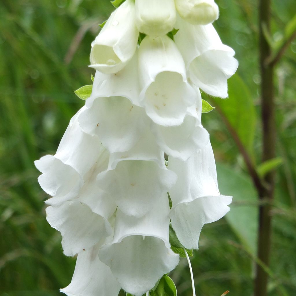 Digitalis purpurea Alba - Digitale rossa