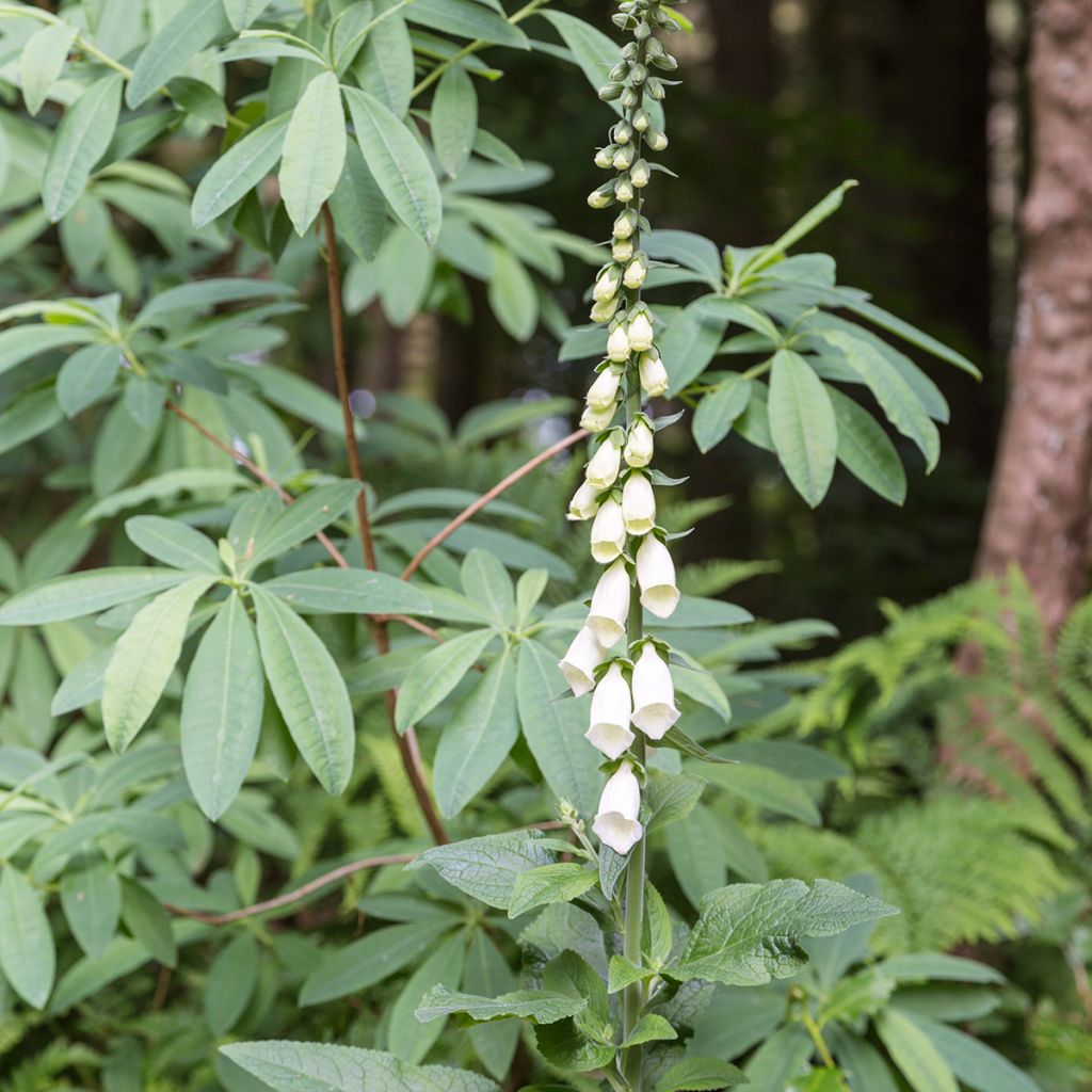 Digitalis purpurea Alba - Digitale rossa