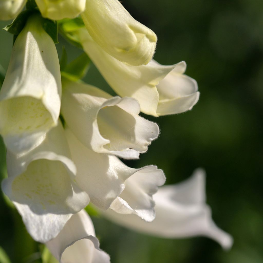 Digitalis purpurea Alba - Digitale rossa