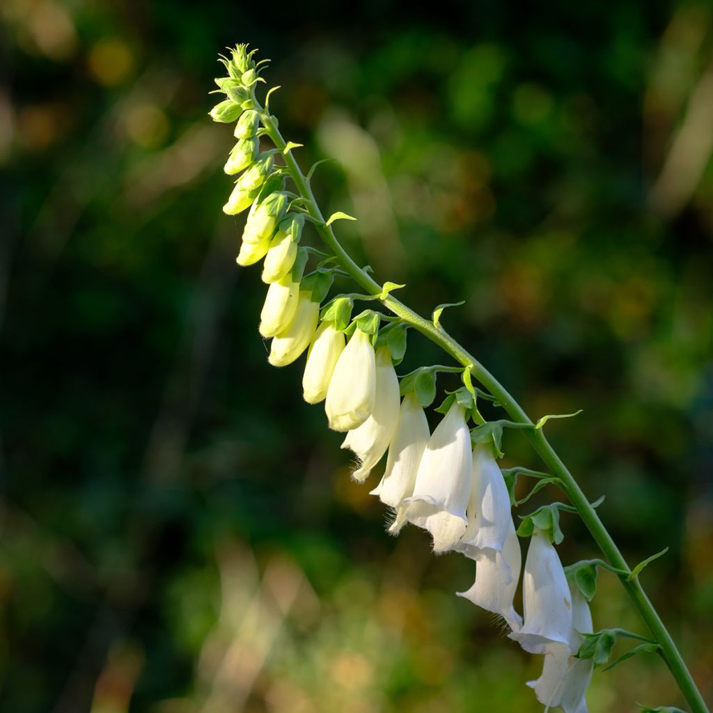 Digitalis purpurea Alba - Digitale rossa