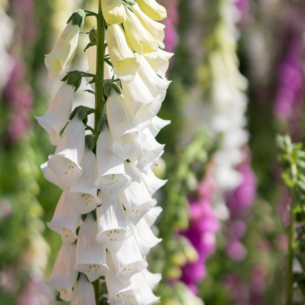 Digitalis purpurea Alba - Digitale rossa