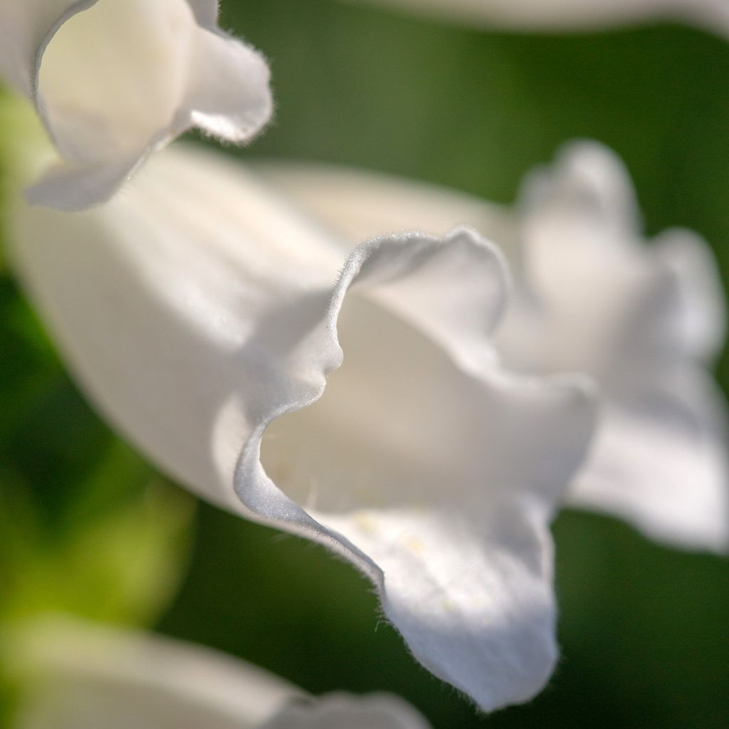 Digitalis purpurea Alba - Digitale rossa