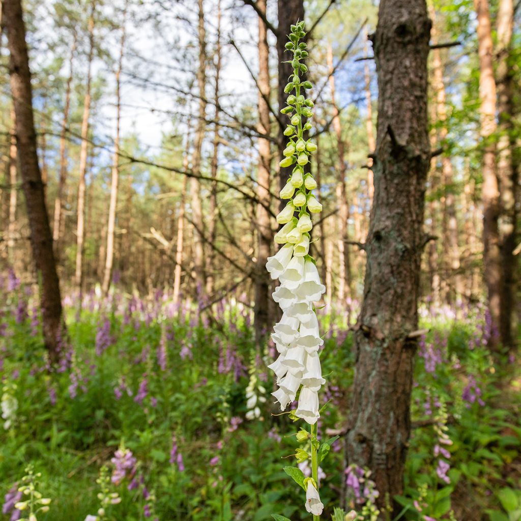 Digitalis purpurea Alba - Digitale rossa