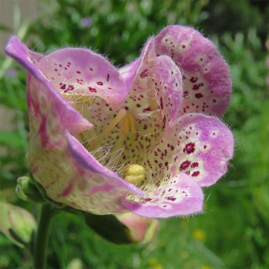 Digitalis purpurea Monstrosa - Digitale rossa