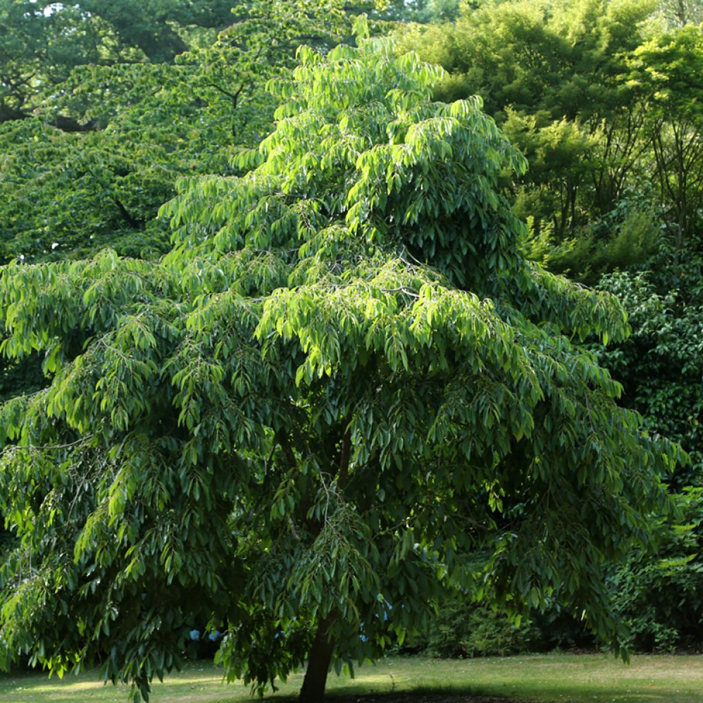 Diospyros virginiana - Cachi