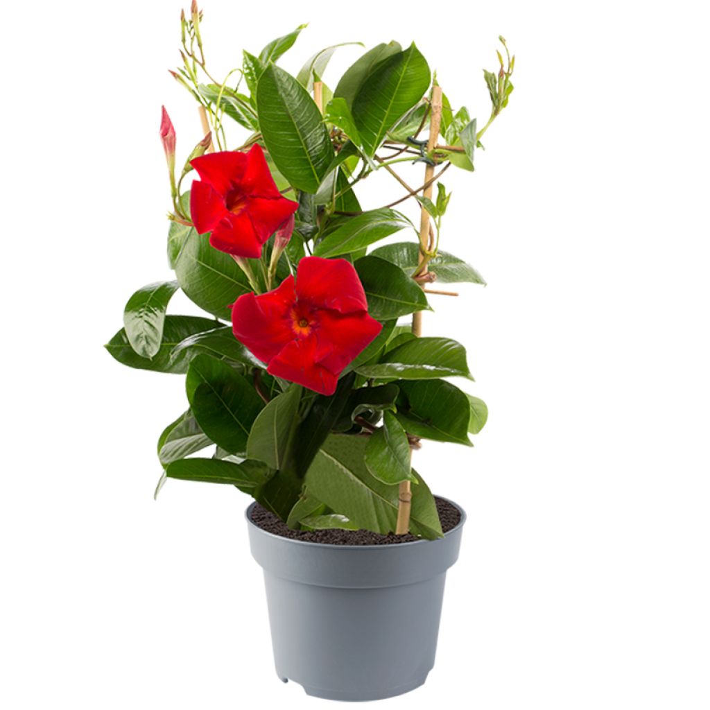 Dipladenia Diamantina Jade XXL Red