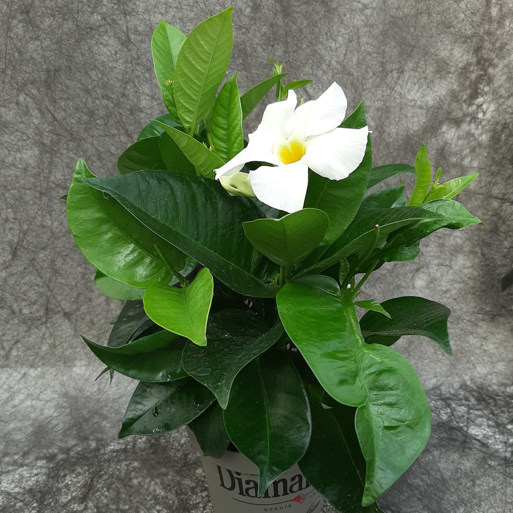 Dipladenia Jade XXL White